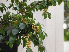 -柠檬花院烤肉·会议团建·聚会·求婚(三圣乡店)