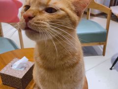 -藏猫猫咖啡主题馆(中央大道店)