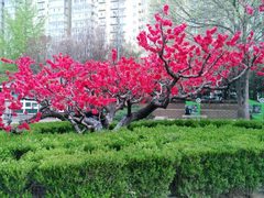 -元大都城垣遗址公园