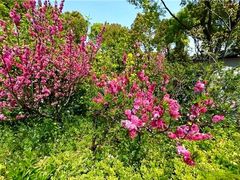 -南汇桃花村