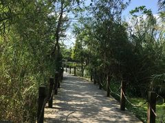 -溱湖国家湿地公园