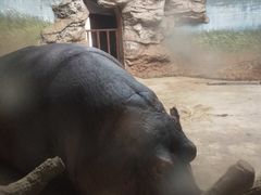 河马犇犇20201115-北京动物园
