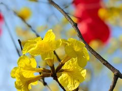 -广州白天鹅宾馆