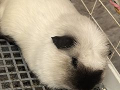 -吉丁鸟咖·异宠·寄养