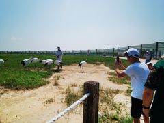 -盐城丹顶鹤湿地生态旅游区