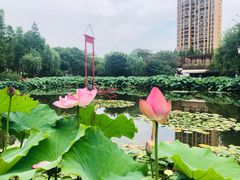 -陈家山荷花公园