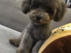 -爱宠屋pet shop·宠物洗澡·宠物美容