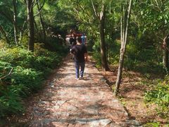 -广东惠东海龟国家级自然保护区