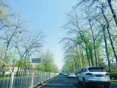 -三里屯东五街银杏大道