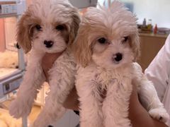 -翊宠yipet猫狗购宠庄园犬舍•猫舍