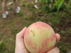-桃源山庄·水蜜桃采摘·柴火鸡·烧烤团建(龙泉山店)