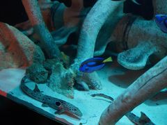 -悉尼海洋生物水族馆