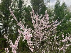 -香炉山国家森林公园