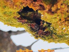 -南山植物园