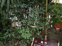 -望江楼公园