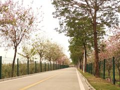 -广东花都湖国家湿地公园