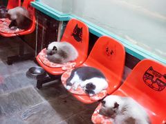 -猫咪博物馆(顶澳仔猫街店)