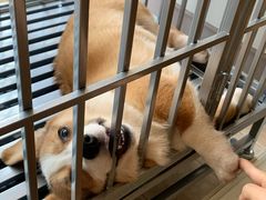-樊家宠物医院