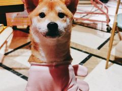 -猫色咖啡·猫咖