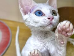 -青奢宠物·青奢猫舍