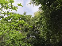 -华侨城湿地公园