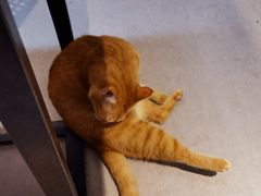 -御宝贝·A梦猫科宠物医院(国际猫友好医院)