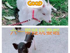 -前小桔亲子创意农场·草莓采摘·露营烧烤