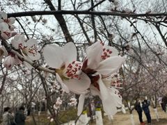 -桃花堤公园