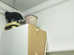 -伟伟宠物医院·瑞派猫友好医院·猫科(光谷店)