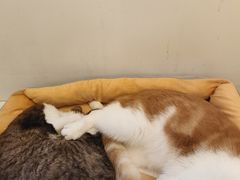 -Let's go狗咖·猫咖·奶狗·桌游(春熙路IFS店)
