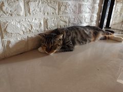 -平行世界·猫咖(首经贸店)