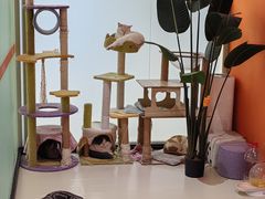 -三花喵·撸猫购宠·宠物生活馆(虹桥南丰城店)