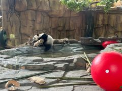 -泉州海丝野生动物世界