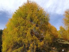 -硗碛藏寨·神木垒景区