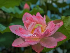 -陈家山荷花公园