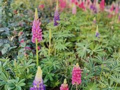 -深圳国际园林花卉博览园