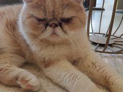 -飞行喵MR PILOT|猫舍·猫咖(静安大融城店)