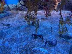 -上海海洋水族馆