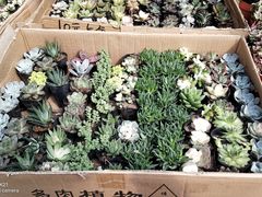 -秦美花卉(天朗·莱茵小城2期店)