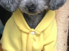 -翡翠森林宠物火化殡葬(通州店)