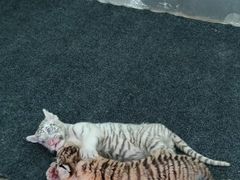 -西安秦岭野生动物园