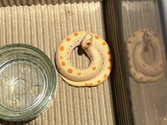 -酷以爬仙阁实体爬宠店·守宫·蜥蜴·专业繁育