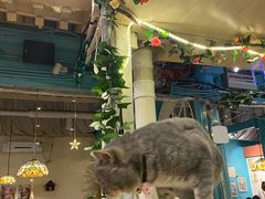 -猫小院猫主题咖啡厅(北锣店)
