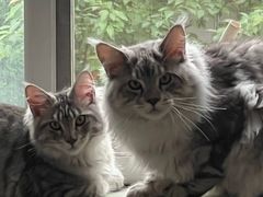 -猫十亿·布偶金渐层·曼基康矮脚猫舍(青年路店)
