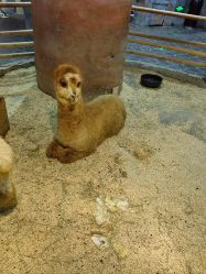 -Zoolung Zoolung动物主题公园(海信广场店)