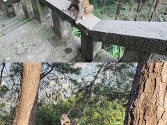 -重庆雨台山风景区