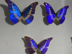 -上海昆虫博物馆