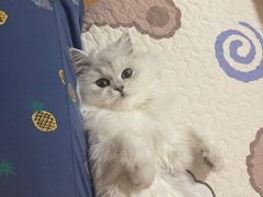 -猫大福·Fortune Cat猫舍(百子湾店)