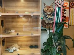 -猫十亿·布偶金渐层·曼基康矮脚猫舍(青年路店)