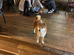-萌喵咖啡屋(人民东路4号口M16商铺店)